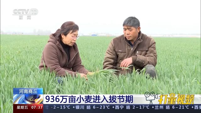 河南商丘:936万亩小麦进入拔节期,农技专家深入田间地头指导