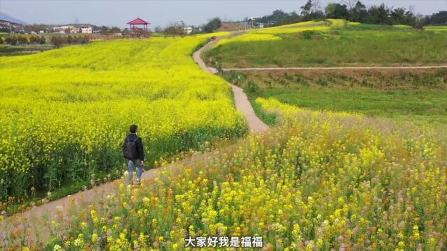 永川超美的青峰镇油菜花基地