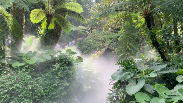 植物园雨林世界!