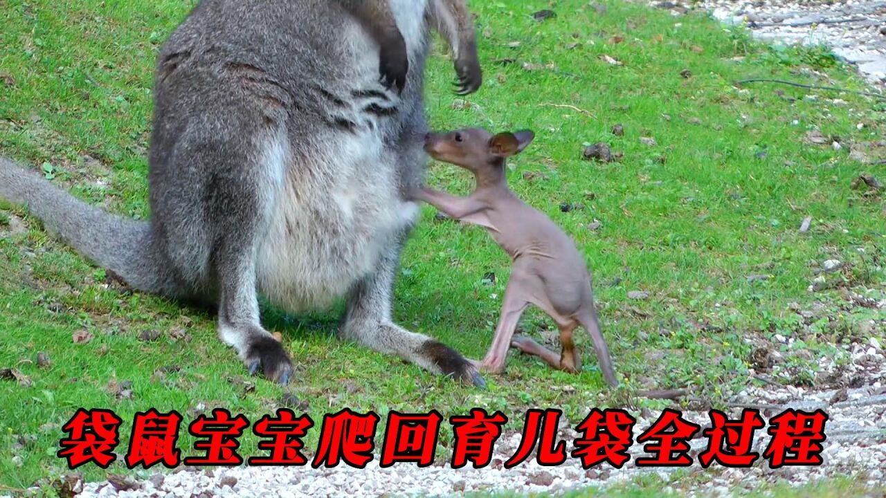 袋鼠宝宝爬回育儿袋全过程,太治愈了
