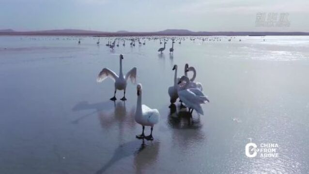 瞰中国|锡林浩特:侯鸟栖息地 生态美如画