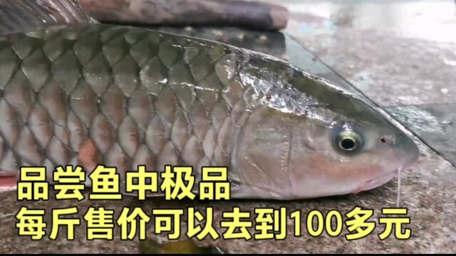 鱼中极品,河鲜中的上鲜,娟鱼零售价可以卖到100多块钱一斤