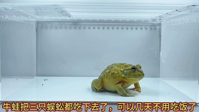 牛蛙君吃蜈蚣!牛蛙蜈蚣动物世界