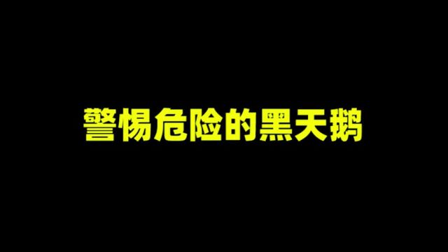 什么是黑天鹅事件?