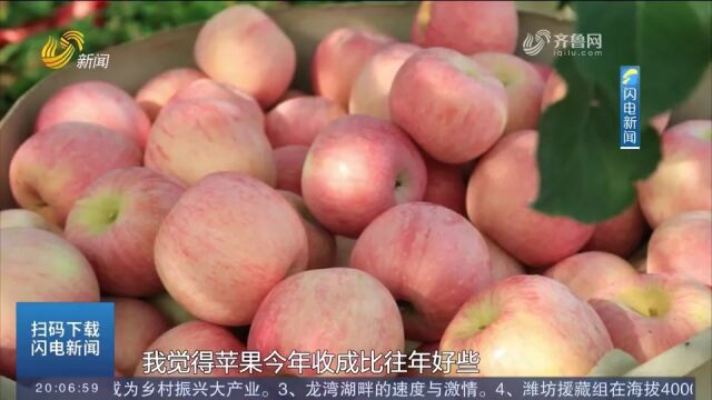 乳山:富士苹果迎来丰收季,果农们忙采摘,各地采购商纷至沓来