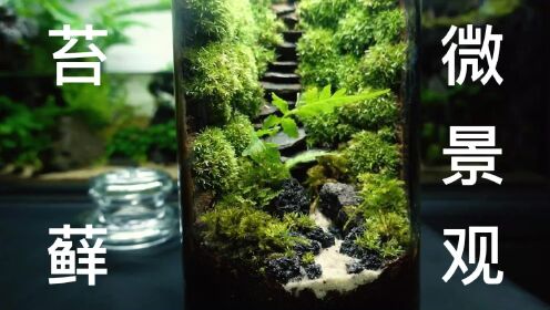 【微景观】适合新手制作的石阶苔藓玻璃缸！