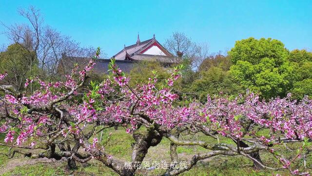 桃花朵朵开,这个春天到梅花洲来一场春日穿越之旅