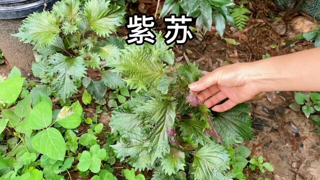 农村的紫苏 , 你那也有吗?村里老一辈的人常常摘回家