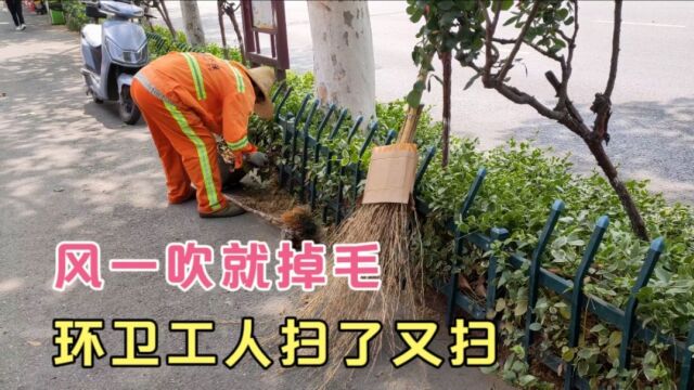 湖北荆门城区公路两边种的梧桐树一吹风就掉毛,环卫工人扫了又扫,真是苦了他们了!带大家一起来看看吧!