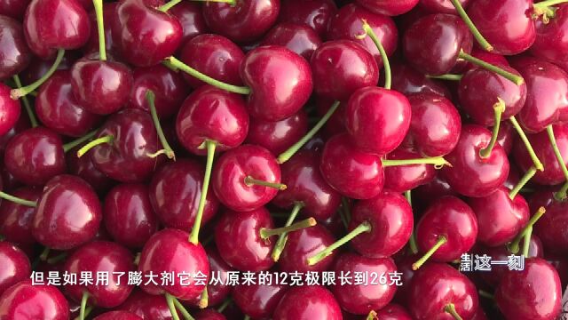 网传99%的樱桃是催大的?专家:新引进品种