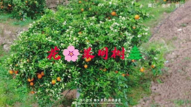 花果同树 #奉节脐橙 #脐橙