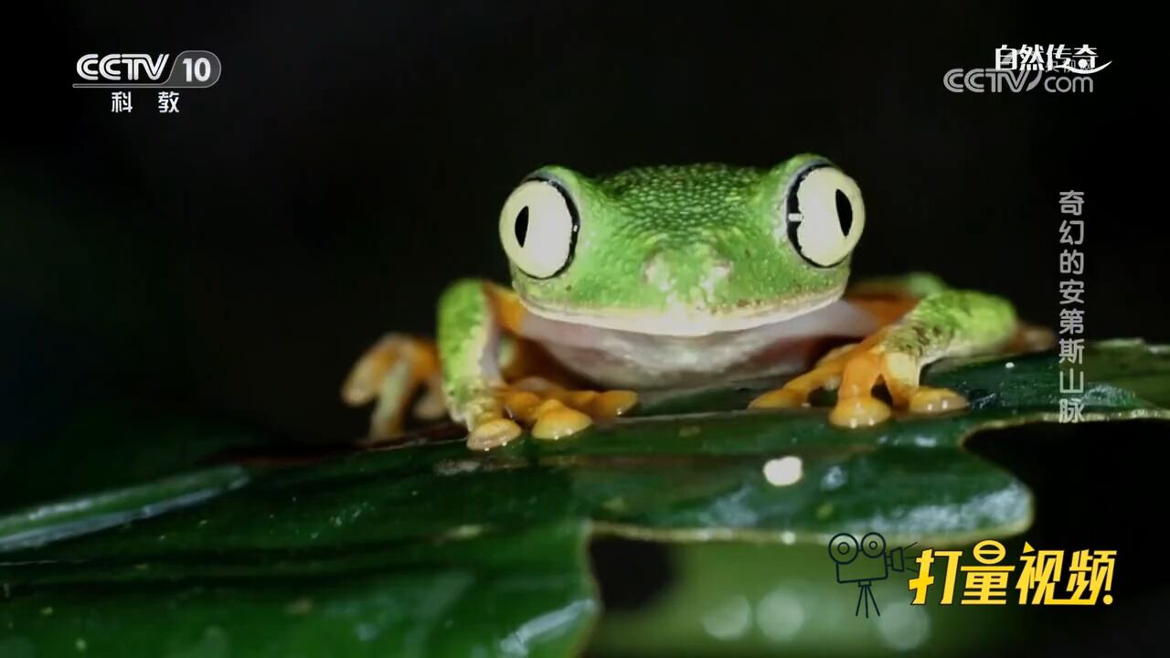 网纹玻璃蛙腹部半透明,跳动的心脏和器官清晰可见!