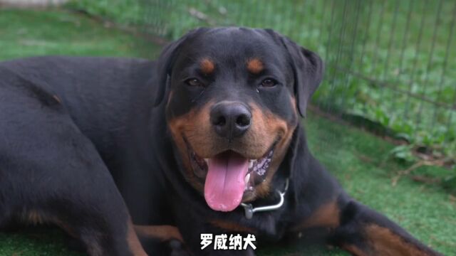 罗威纳犬的优点与训练方法大揭秘