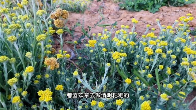 清明节前后被人们重视的野草,价值可不少