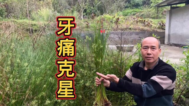 农村不起眼的“牙痛草”植物,原来是牙痛的克星,快来认识一下吧