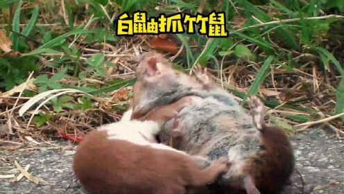 白鼬抓到了竹鼠，还被人给抢走了#野生动物零距离 #弱肉强食的动物世界 #动物的迷惑行为
