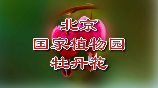 国家植物园的牡丹花