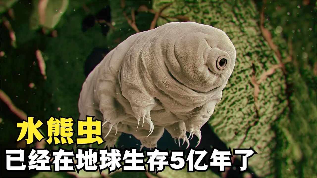 地球最顽强生物的水熊虫,它的生命力到底有多顽强?看完长知识了