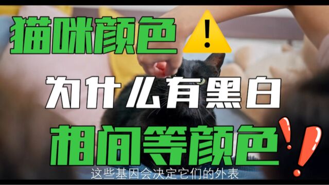 猫咪的颜色为什么有黑白相间,斑点等颜色