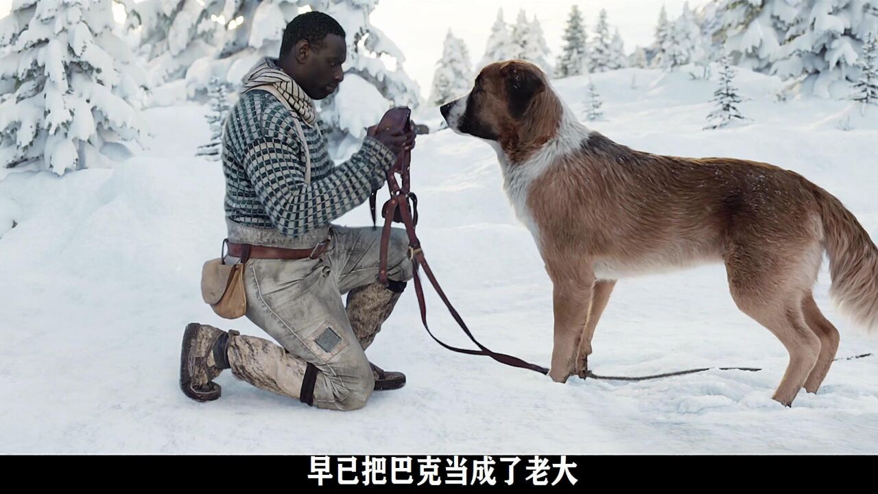巴克历经百般磨难 终成山中狼王《野性的呼唤》