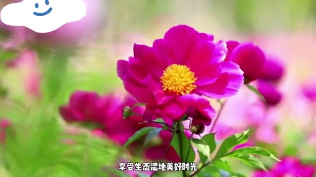 柳岩说:芍药的花语是“思念”