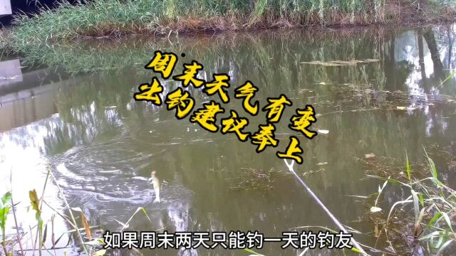 周末野钓出钓建议,周六气温不变但天气有隐秘变化,周日难度较高