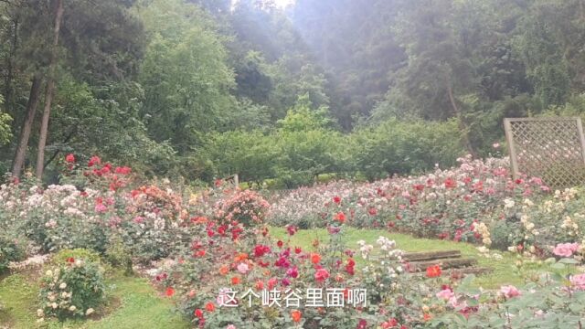 贵阳登高云山森林公园