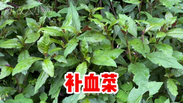 红凤菜也叫“补血菜”,遇到挖些回家