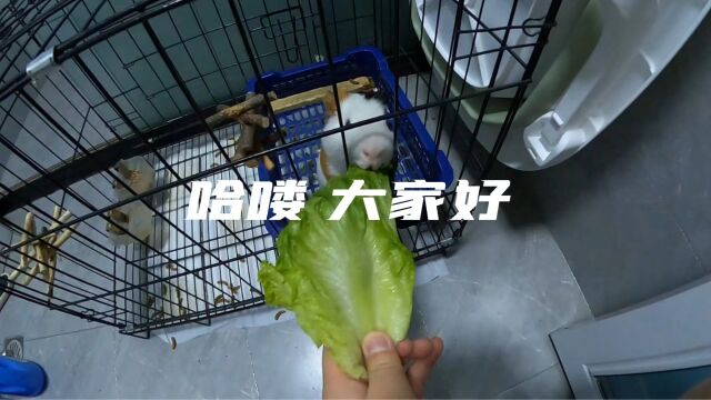 猪猪侠JR 第一季 第一集