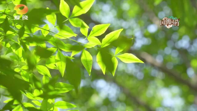 宝藏!白茅籍籍 谁说无名:有“恶草”之名的除瘀良药