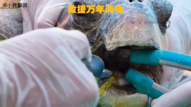 救援海龟,保护海洋生物!人人有责