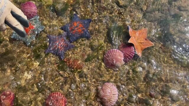 天气一片大好,牛牛来赶海发现搁浅的河豚和小老鼠鱼,都放生了#赶海 #海鲜 #庆丰收促和美