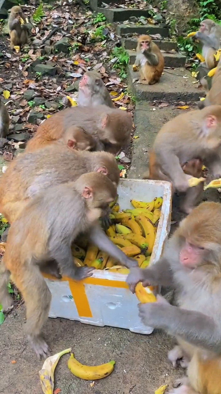 猴子吃香蕉