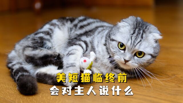 美短猫去世前最想跟主人说的话,看完泪目了!