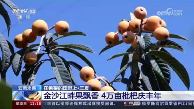 “三夏”时节农事忙 瓜果飘香 丰收画卷如诗如画