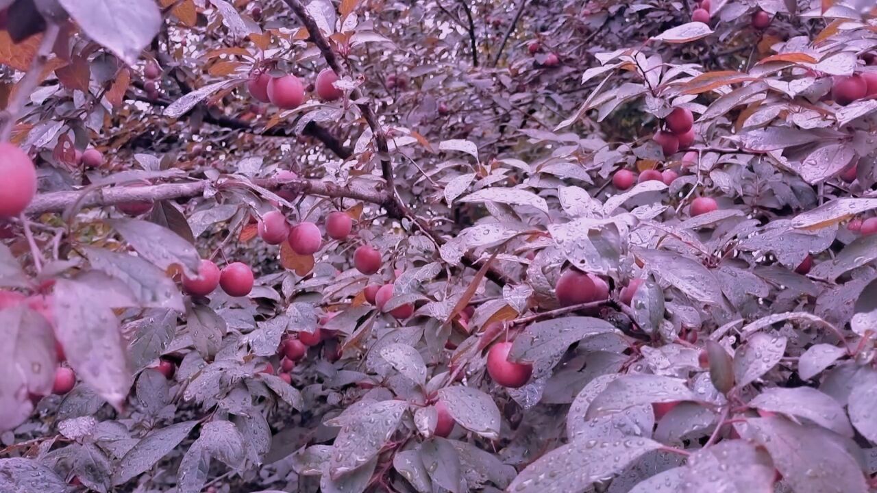 吉安随拍:紫叶李果实挂满枝头