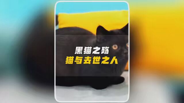 黑猫之殇 #未解之谜