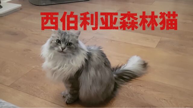 俄罗斯人养的猫就是强悍,西伯利亚森林猫!