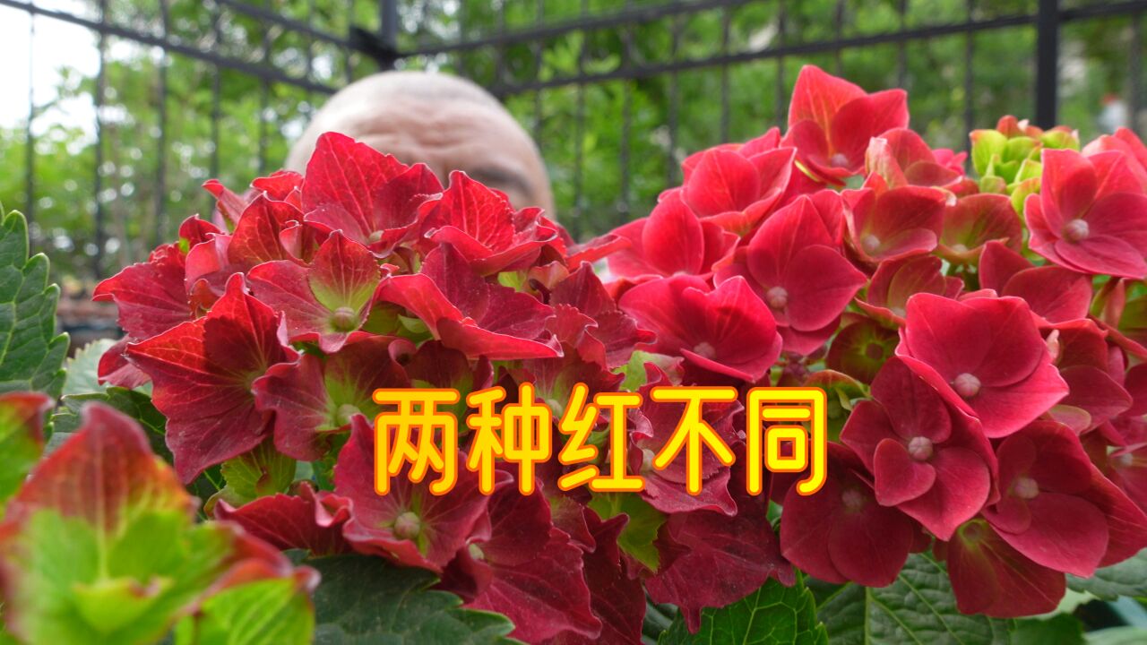 绣球花"红皇后"的红色,与魔幻红宝石有什么不同?拼苗分盆跟踪