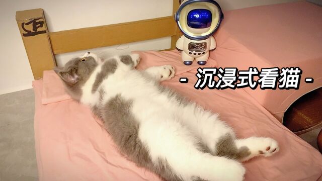 沉浸式看猫