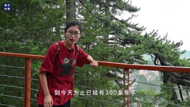 融媒联动 全域旅游 | 漳县贵清山“天然氧吧”,让你尽情“森”呼吸!