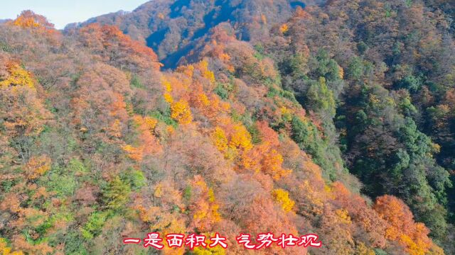 无人机拍摄,醉美深秋红叶地,巴中南江县光雾山!4完