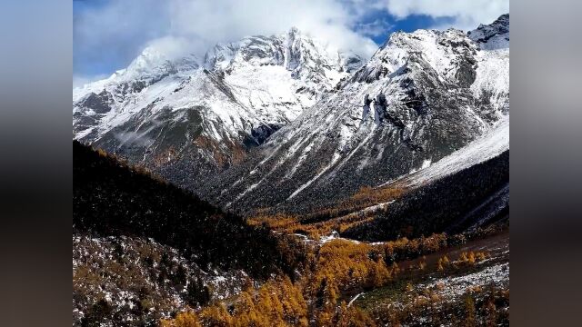 油画质感!四川阿坝毕棚沟现半山彩林半山雪