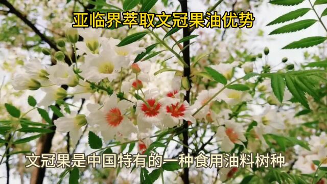 亚临界低温萃取文冠果油有哪些优势? #文冠果油加工设备 