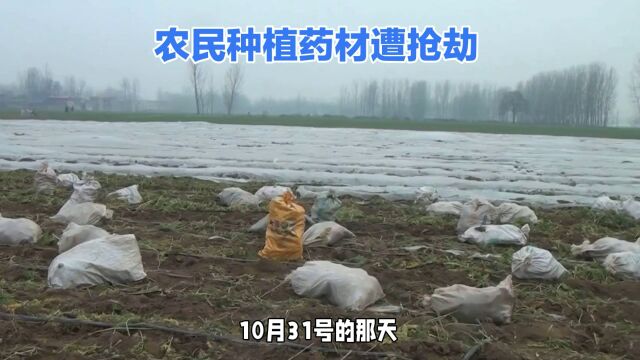 河南再现百人哄抢事件