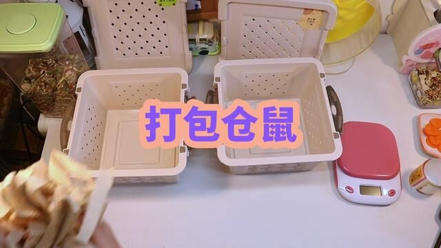 打包仓鼠 #仓鼠打包 #asmr助眠视频