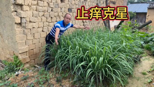 农村不起眼的“止痒草”,用途非常厉害,大家赶紧认识并了解一下