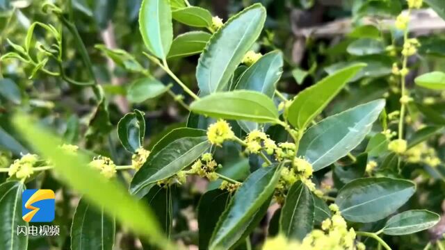 中国沾化第四届枣花节将于6月16日开幕