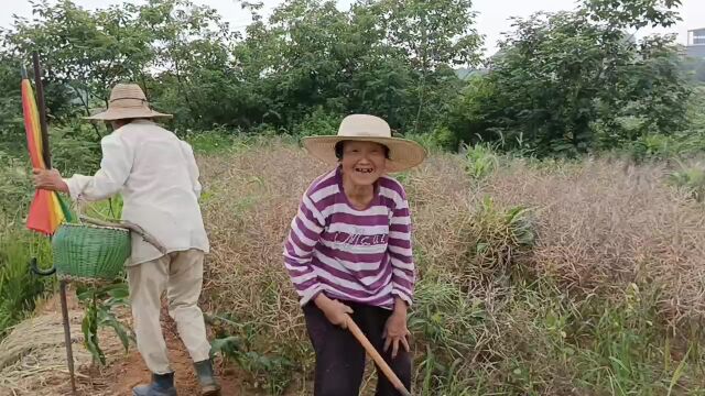 田间实拍实景