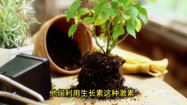 为什么植物总是向上生长?